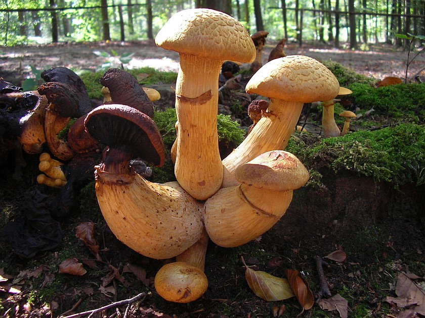 Gymnopilus junonius (door Aldert Gutter)