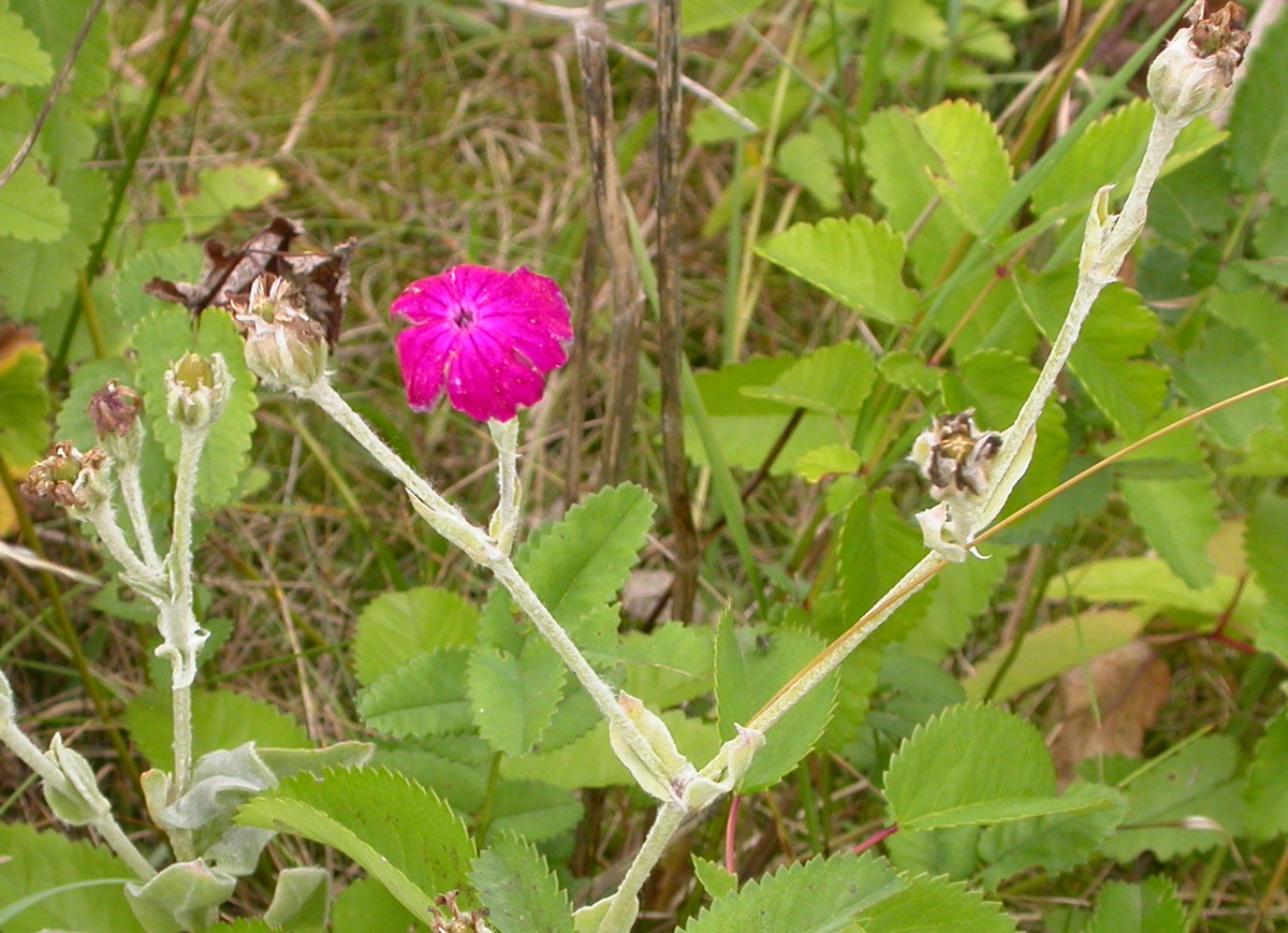 Silene coronaria (door Peter Meininger)