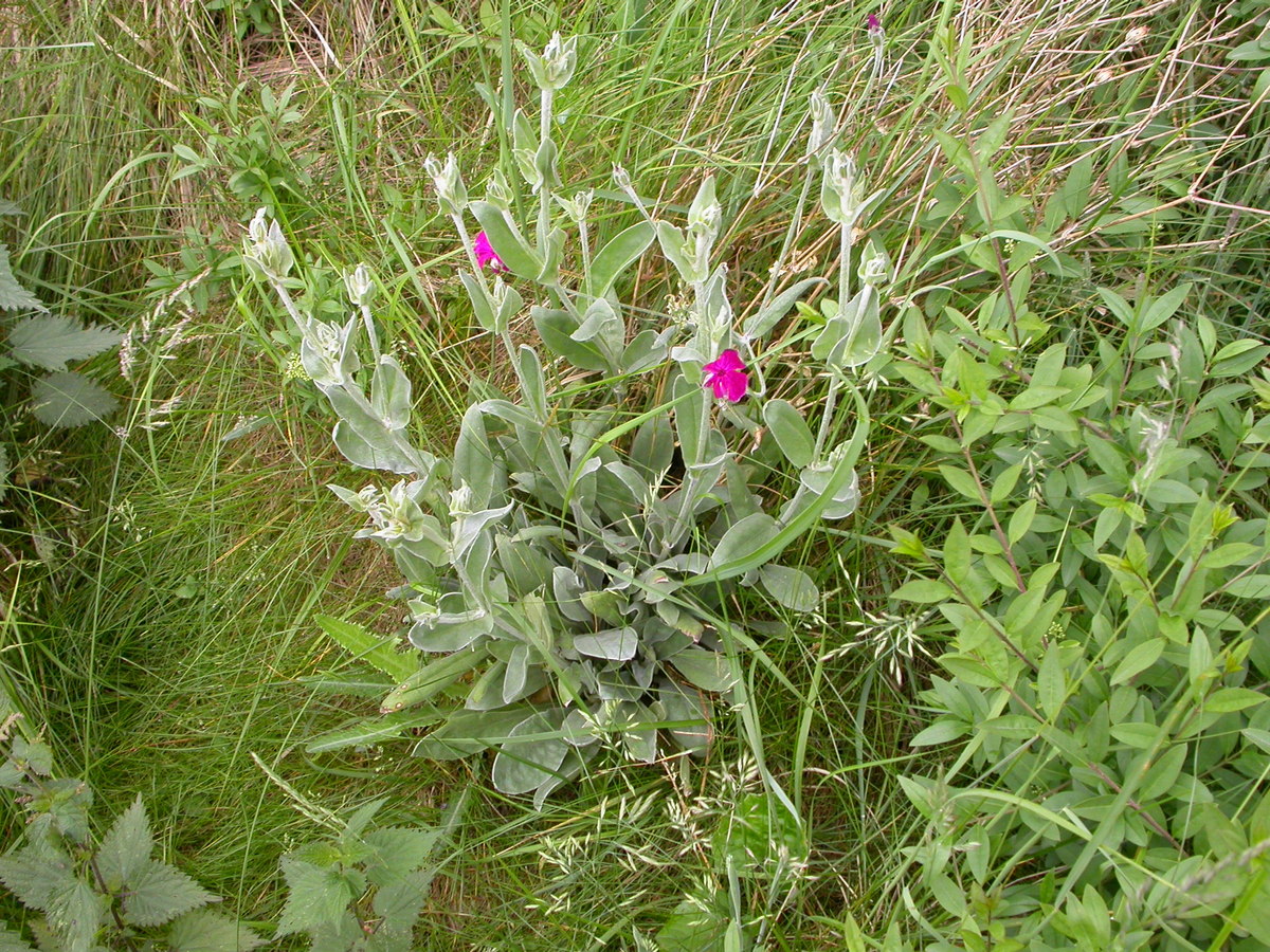 Silene coronaria (door Peter Meininger)