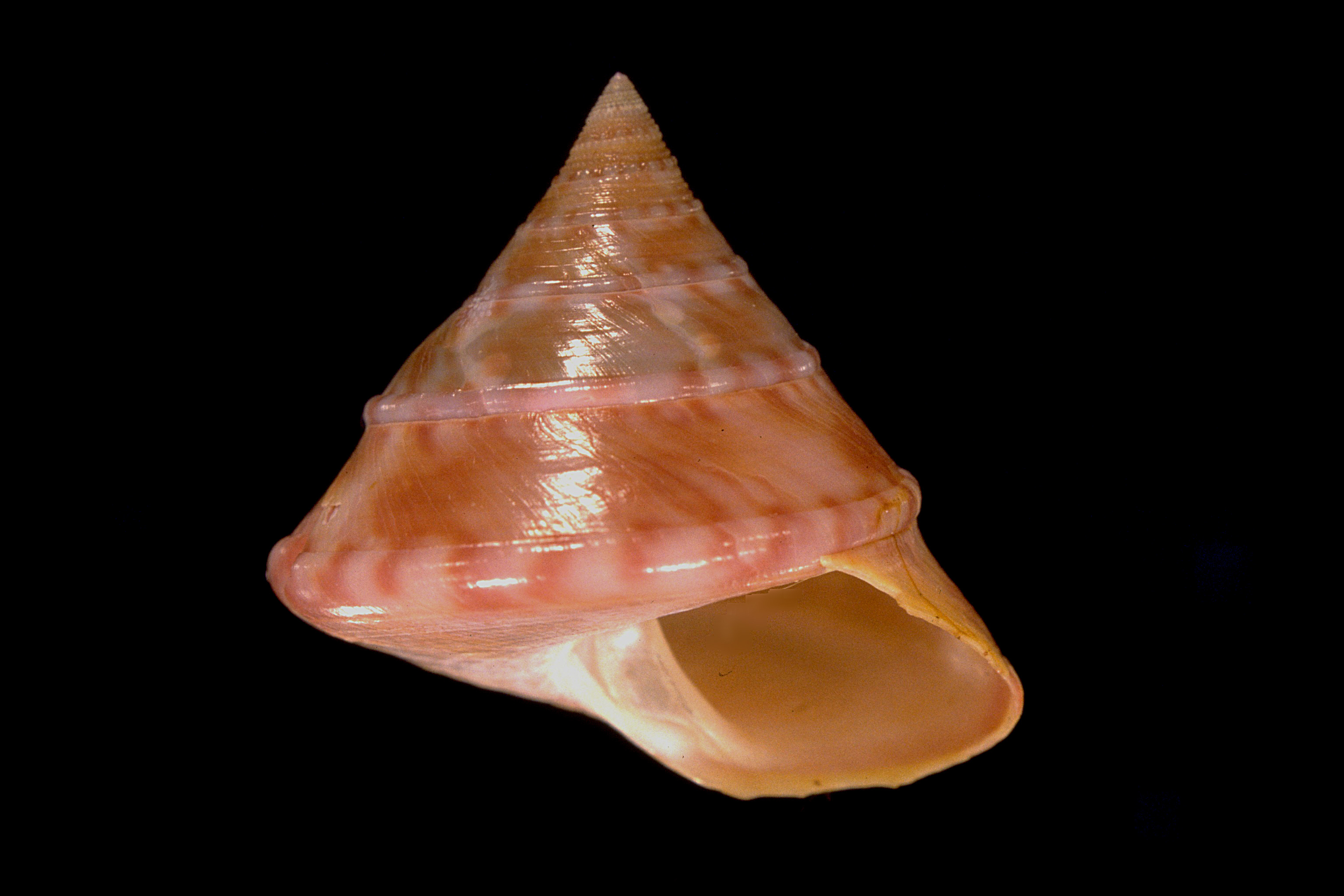 Calliostoma zizyphinum (door Adriaan Gmelig Meyling Sr)