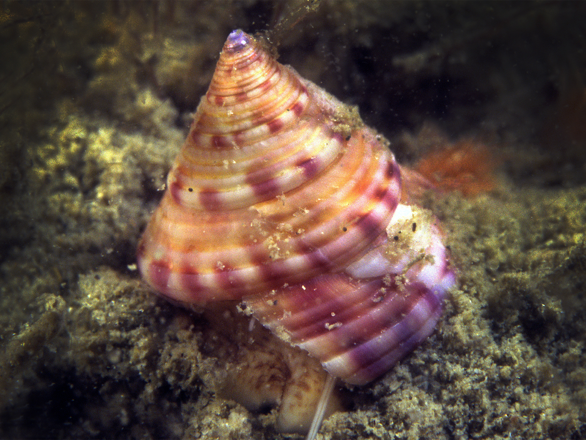 Calliostoma zizyphinum (door Marion Haarsma)