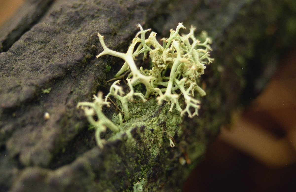 Cladonia portentosa (door Laurens Sparrius)