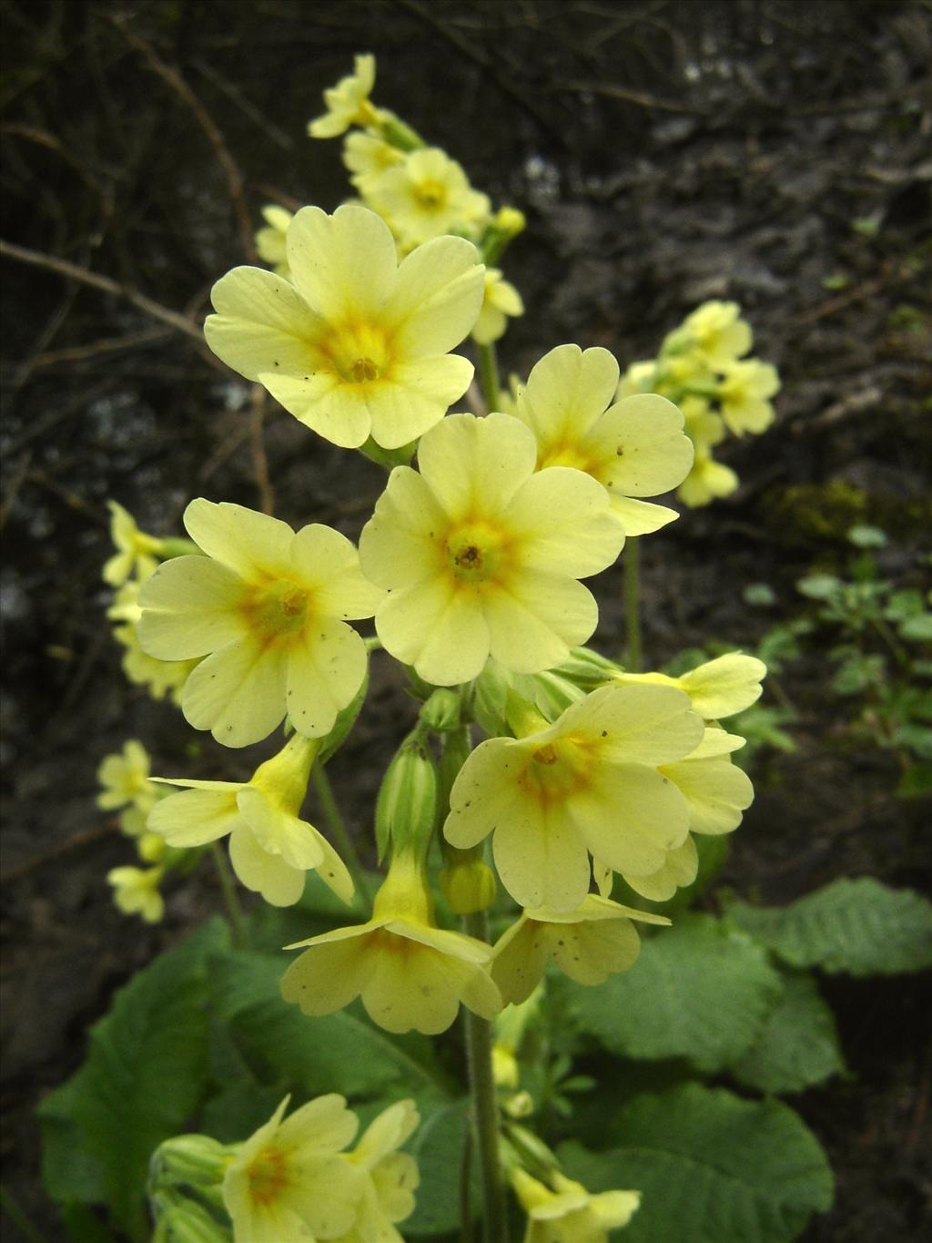 Primula elatior (door Ruud Beringen)