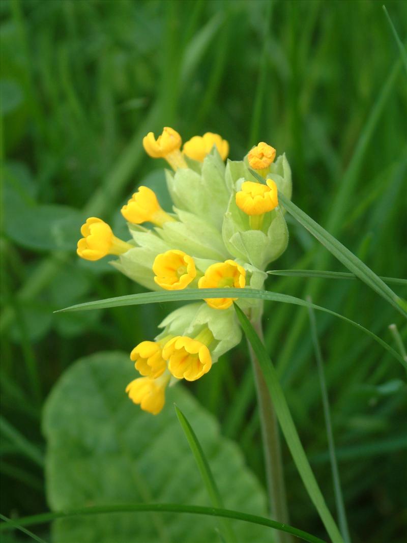 Primula veris (door Adrie van Heerden)