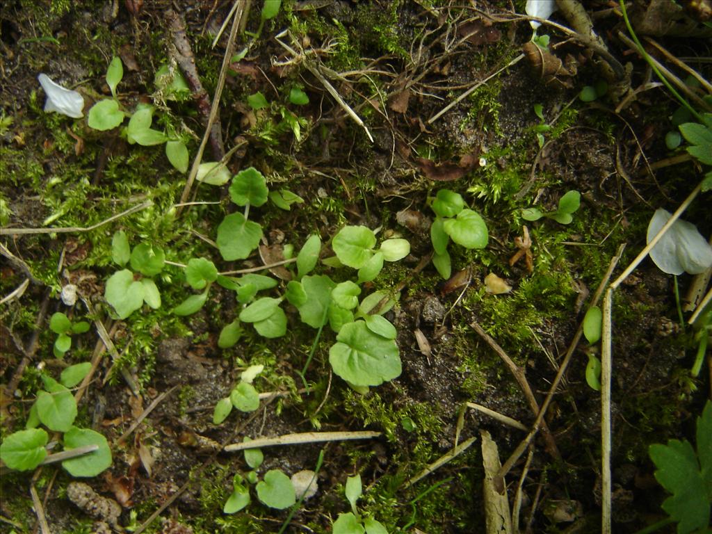 Primula veris (door Ruud Beringen)