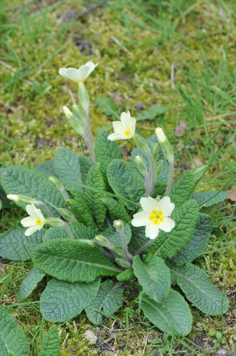 Primula vulgaris (door Hans Toetenel)