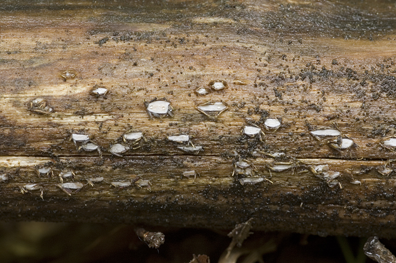 Propolis farinosa (door Nico Dam)