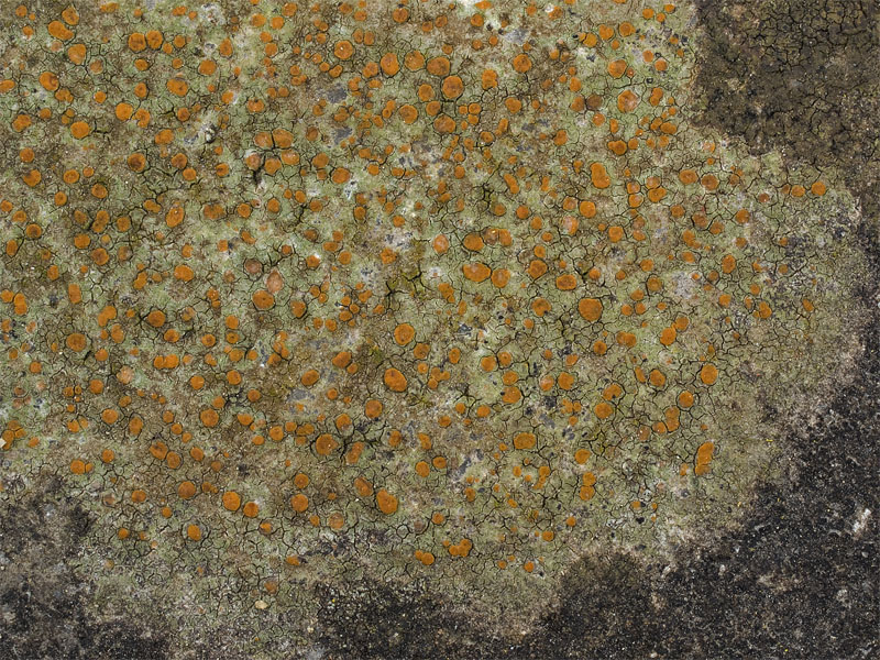 Protoblastenia rupestris (door Bart Horvers)