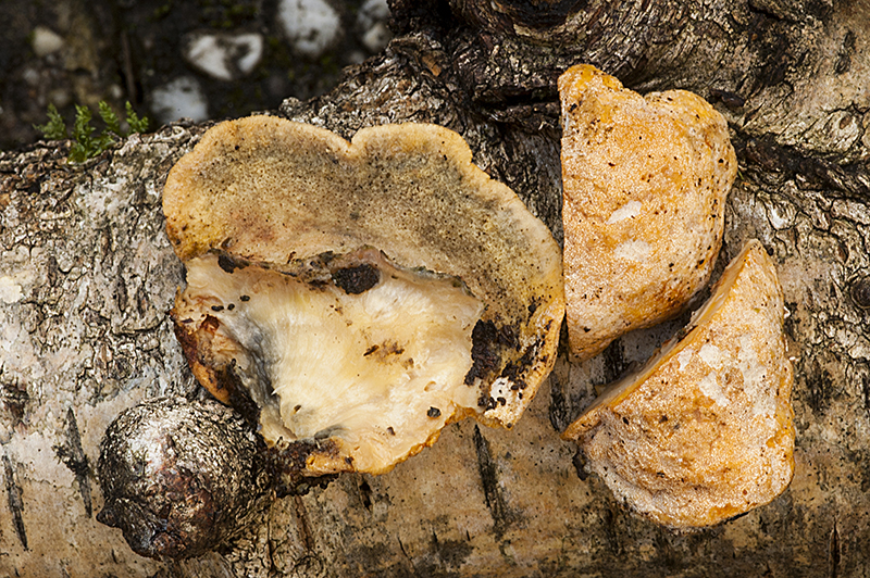 Protocrea pallida (door Nico Dam)