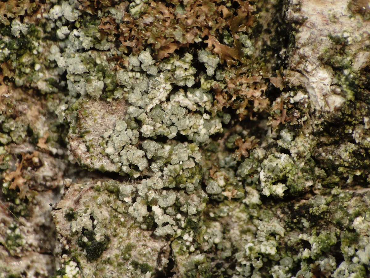 Protoparmelia hypotremella (door Henk-Jan van der Kolk)