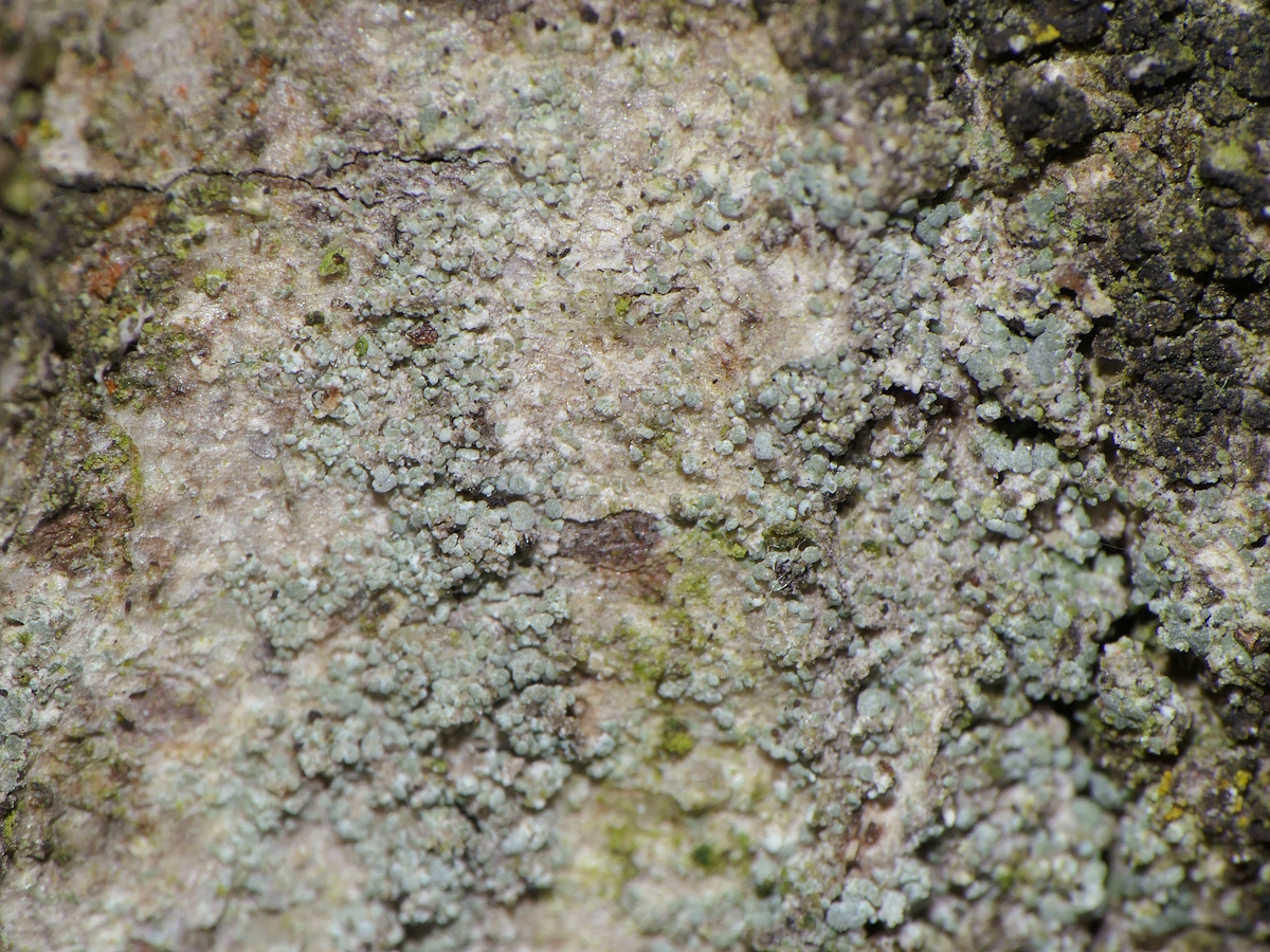 Protoparmelia hypotremella (door Henk-Jan van der Kolk)