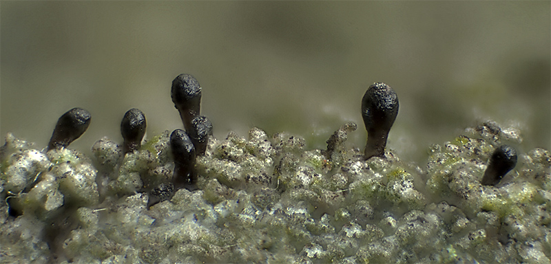 Sphinctrina anglica (door Bart Horvers)