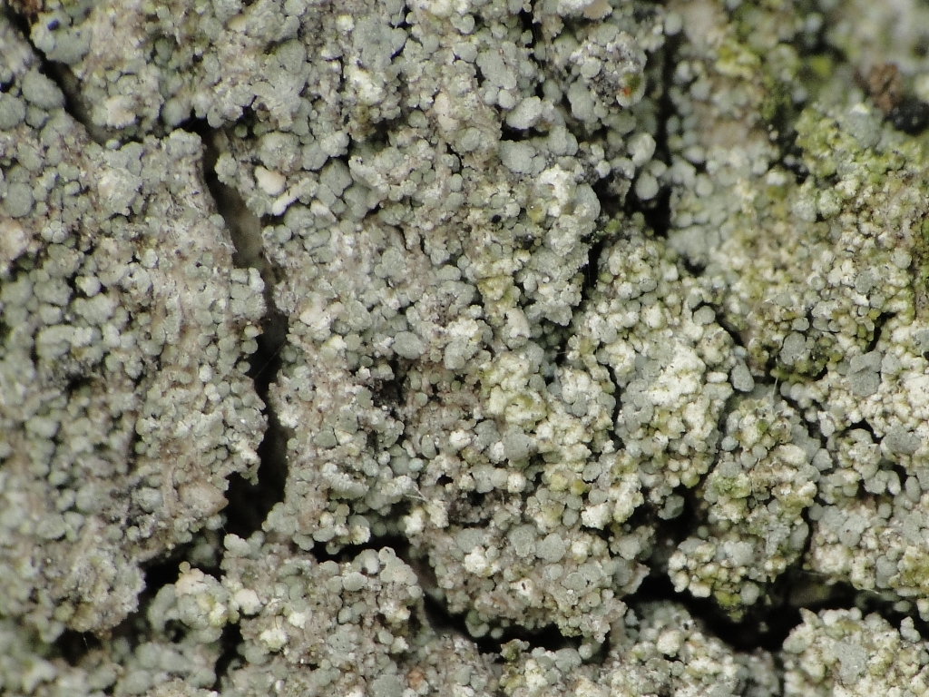 Protoparmelia hypotremella (door Henk-Jan van der Kolk)