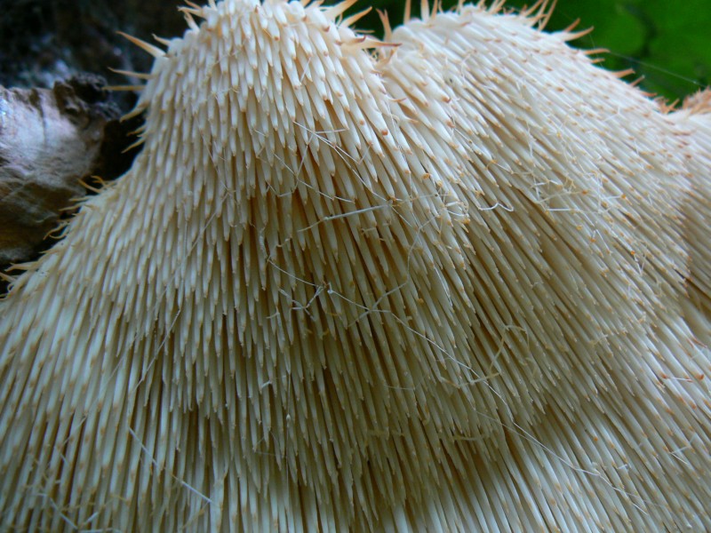 Hericium erinaceus (door John Herkes)