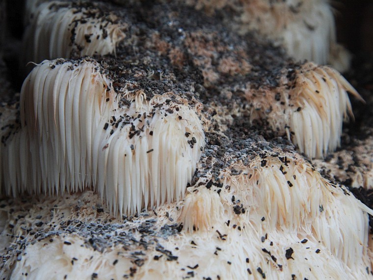 Hericium erinaceus (door Aldert Gutter)