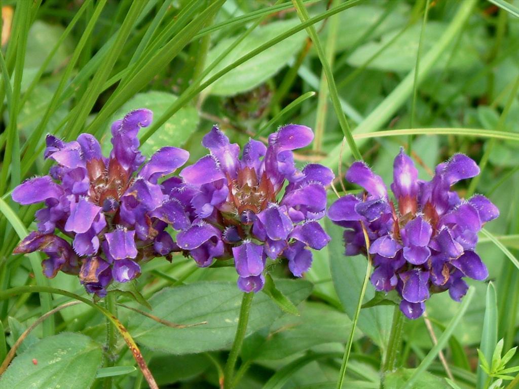 Prunella grandiflora (door Adrie van Heerden)