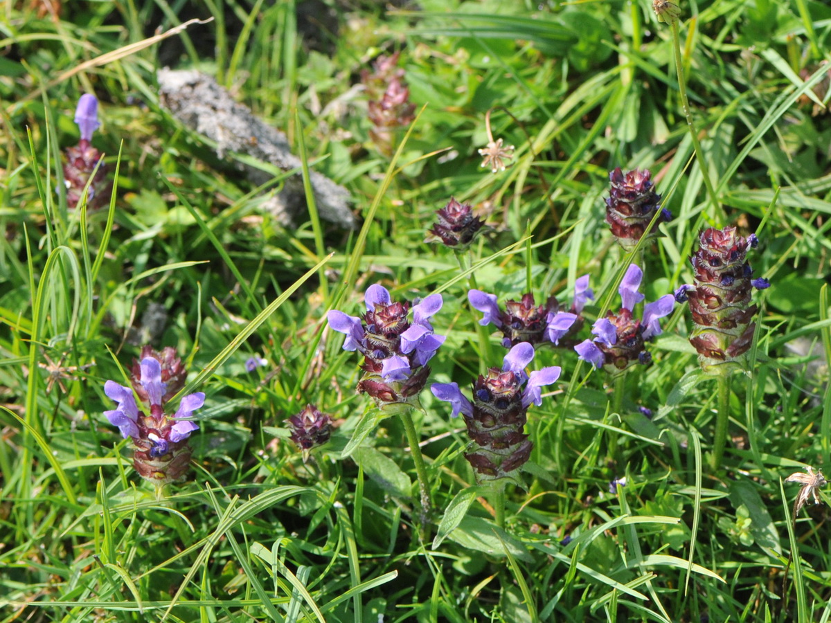 Prunella vulgaris (door Hans Toetenel)