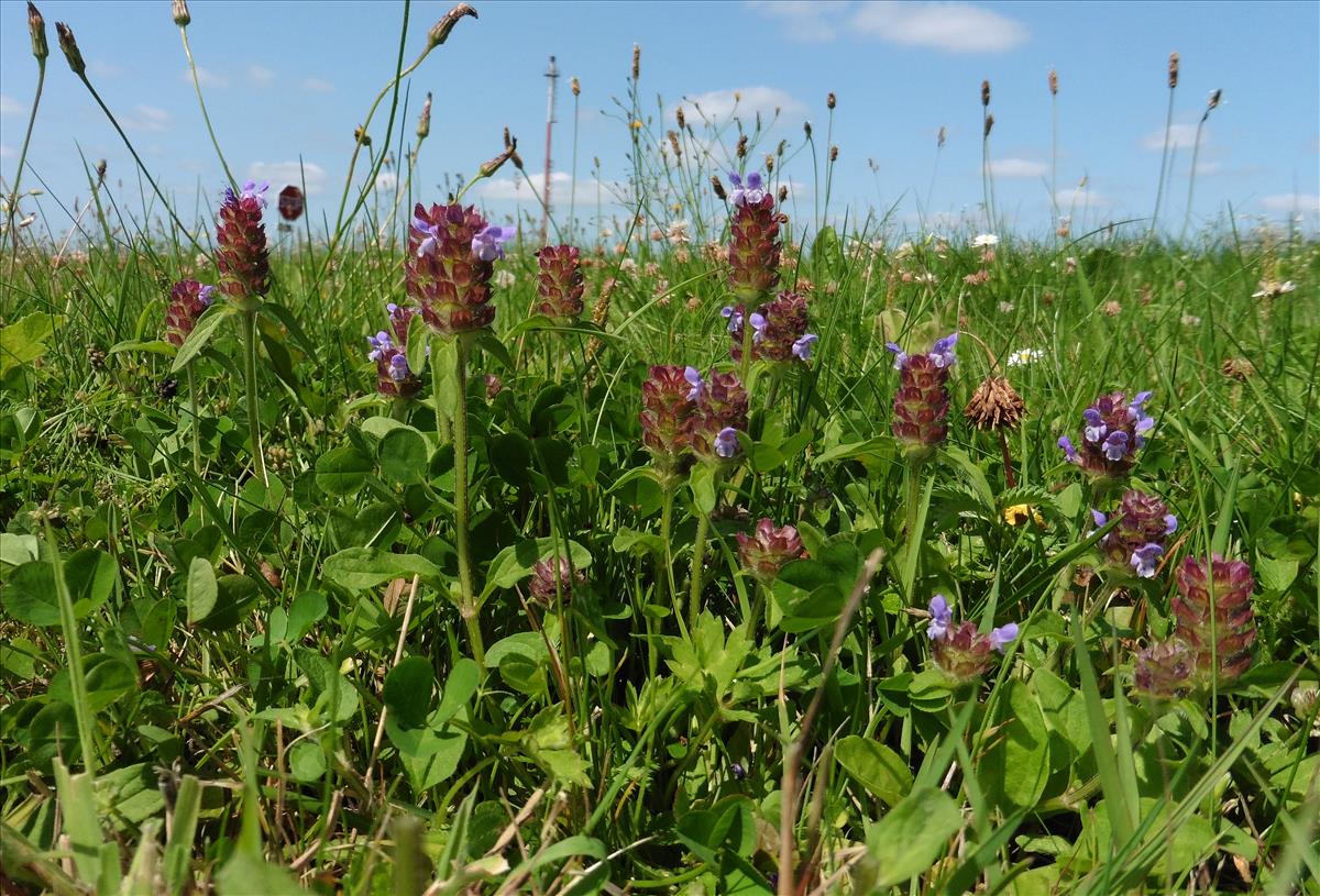 Prunella vulgaris (door Willie Riemsma)