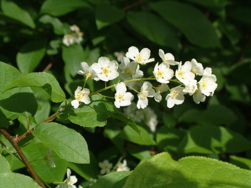 Prunus padus (door Adrie van Heerden)