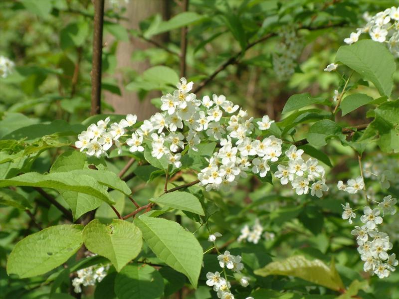 Prunus padus (door Adrie van Heerden)