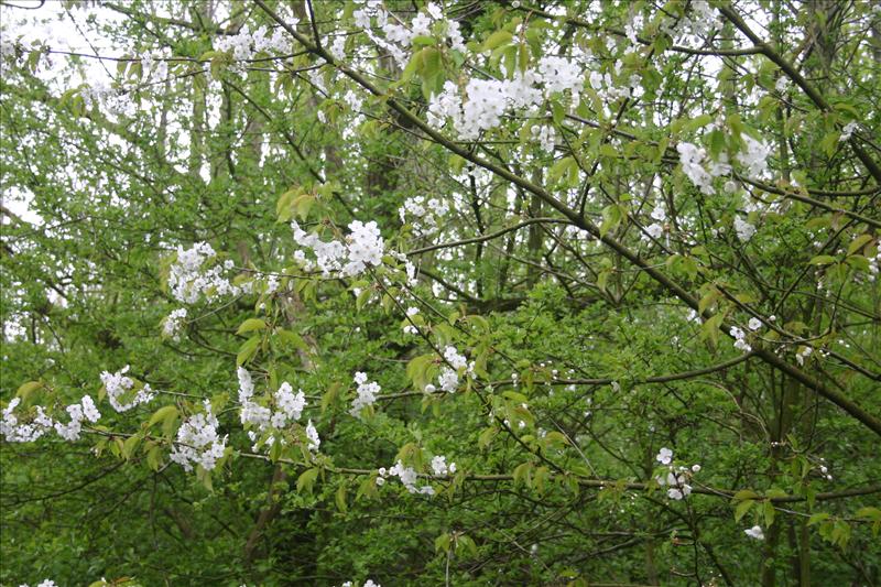 Prunus avium (door Niels Jeurink)