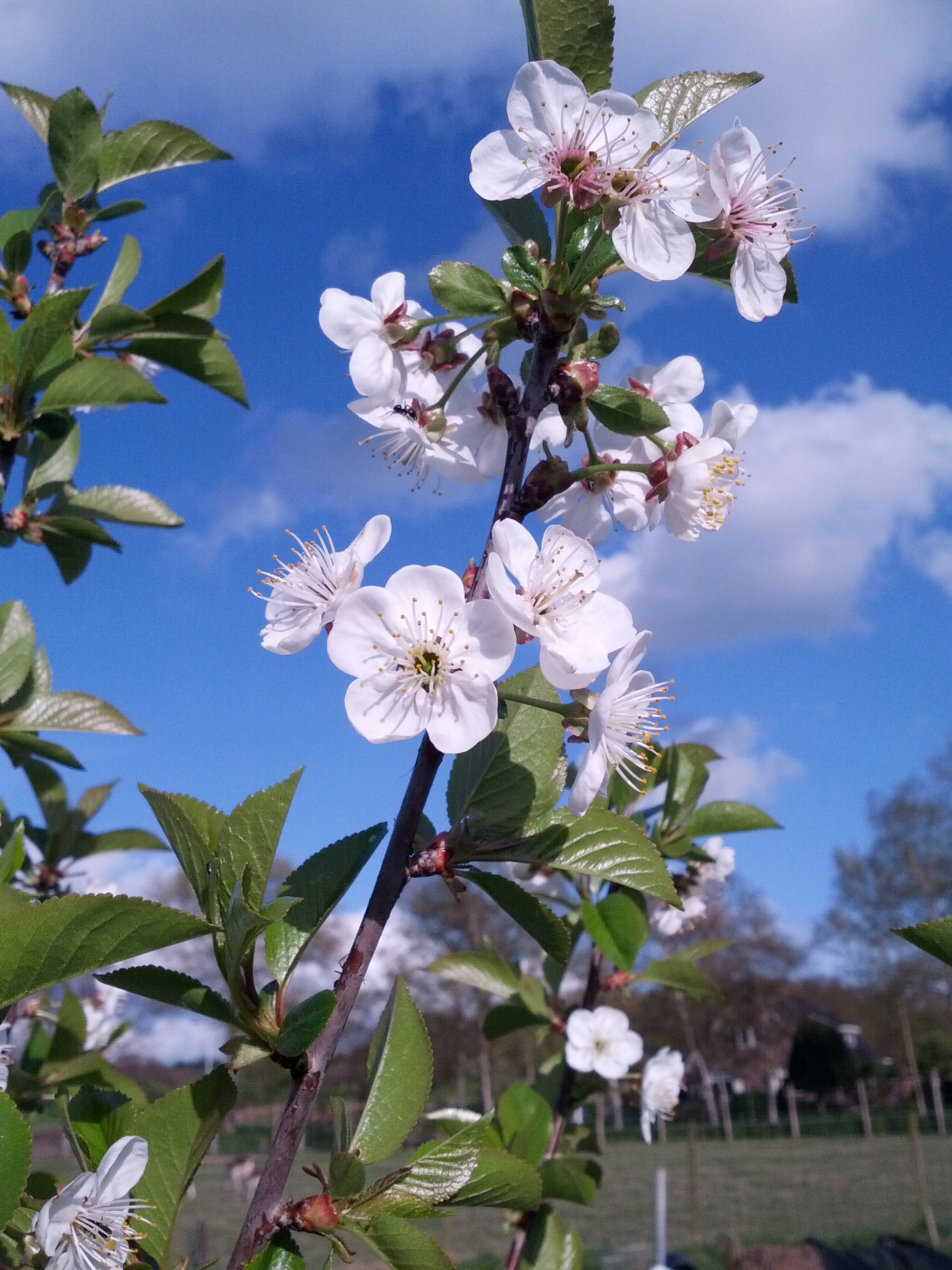 Prunus cerasus (door Ruud Beringen)