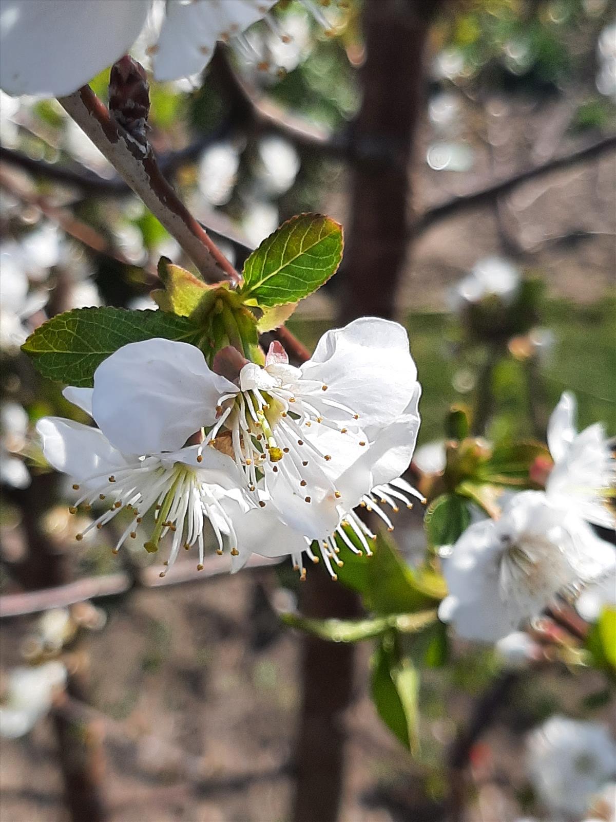 Prunus cerasus (door Ruud Beringen)