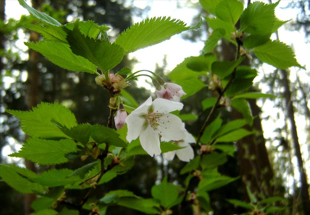 Prunus incisa (door Ruud Beringen)