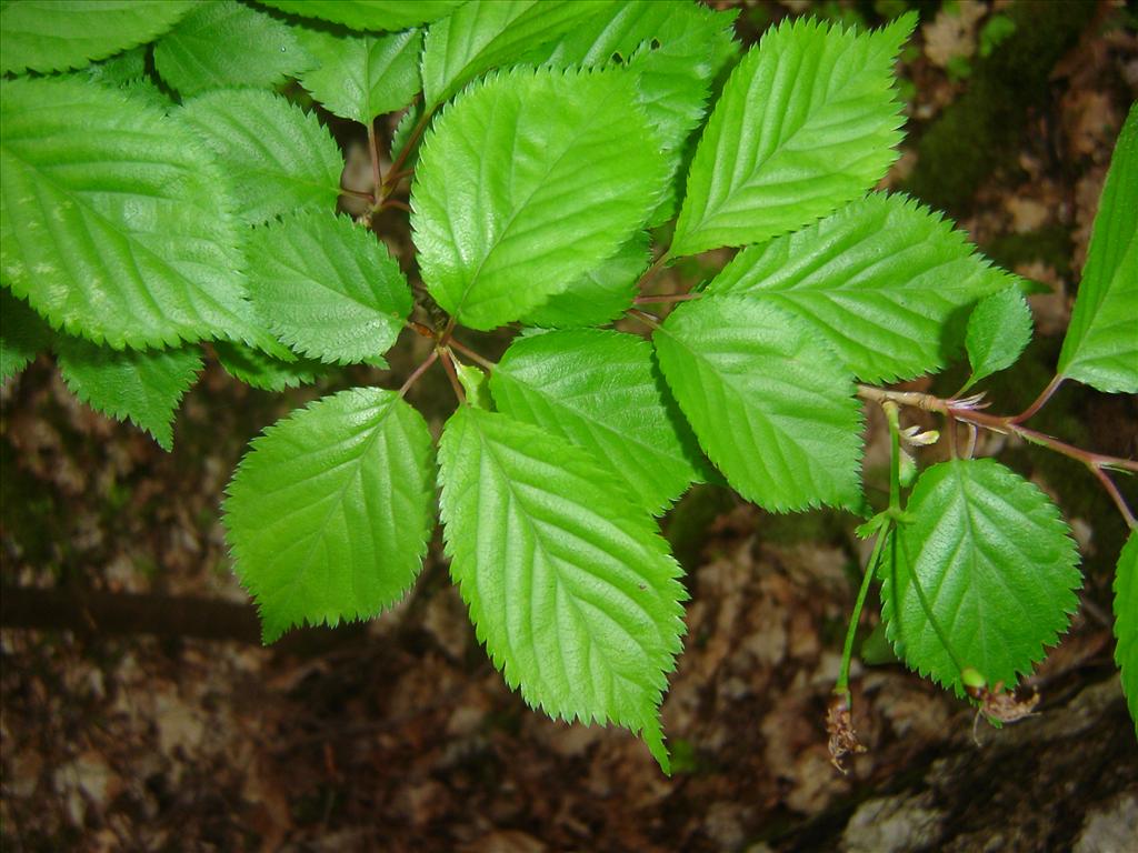 Prunus incisa (door Ruud Beringen)