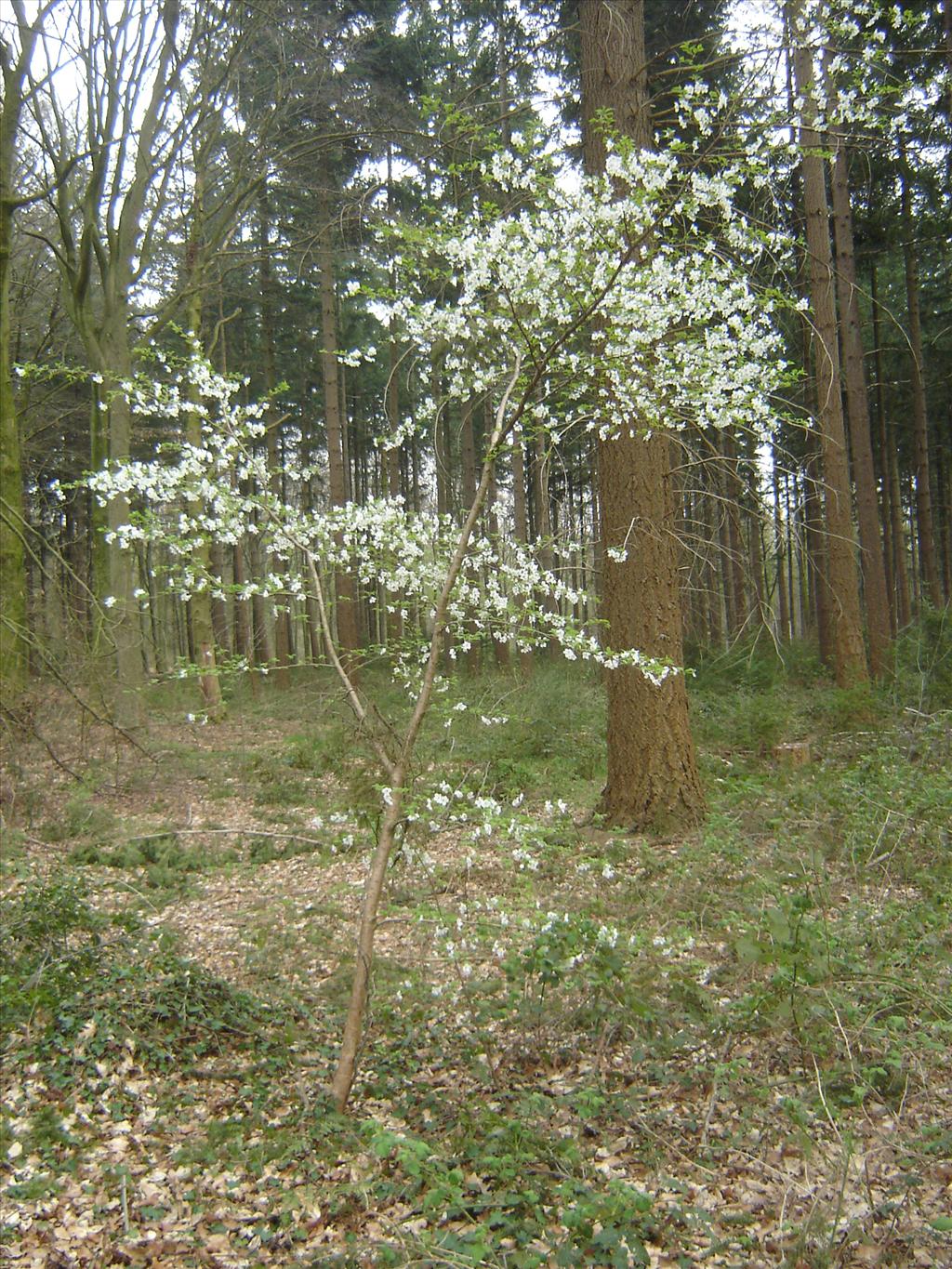 Prunus incisa (door Ruud Beringen)