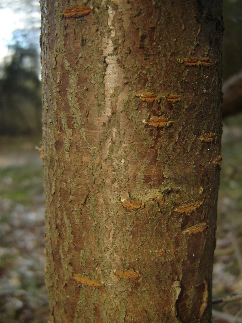 Prunus incisa (door Ruud Beringen)