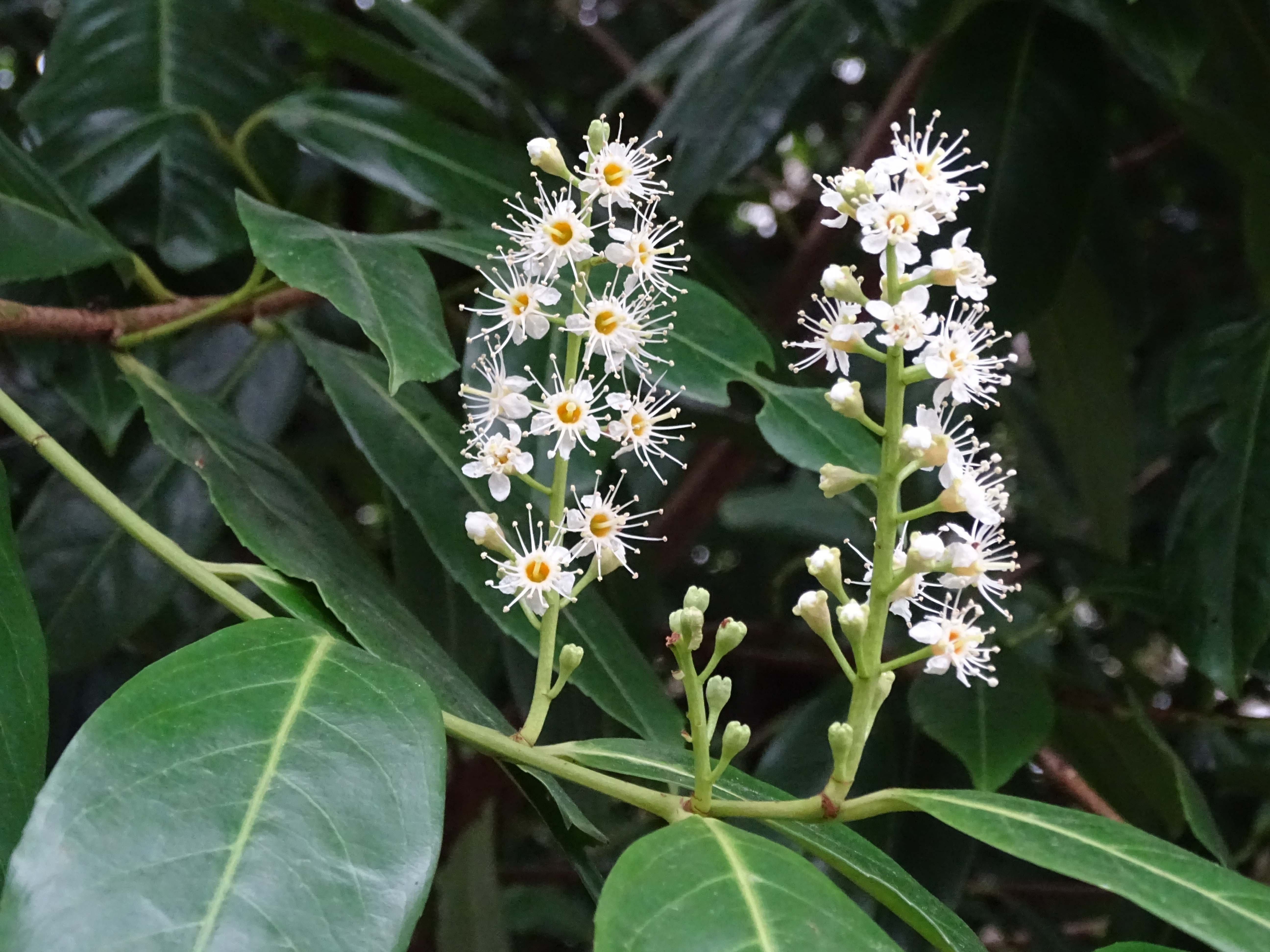 Prunus laurocerasus (door Lieuwe Haanstra)