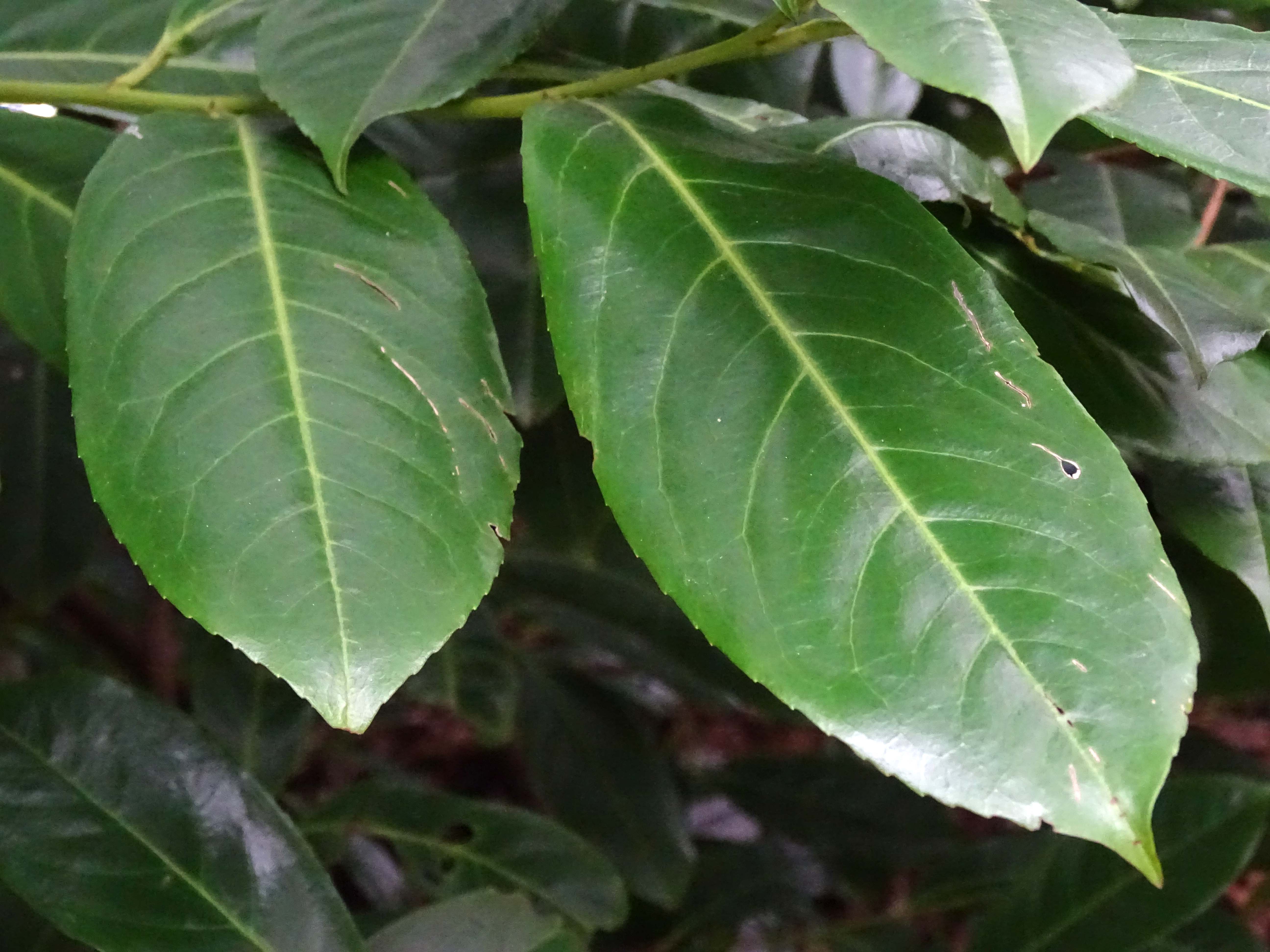 Prunus laurocerasus (door Lieuwe Haanstra)