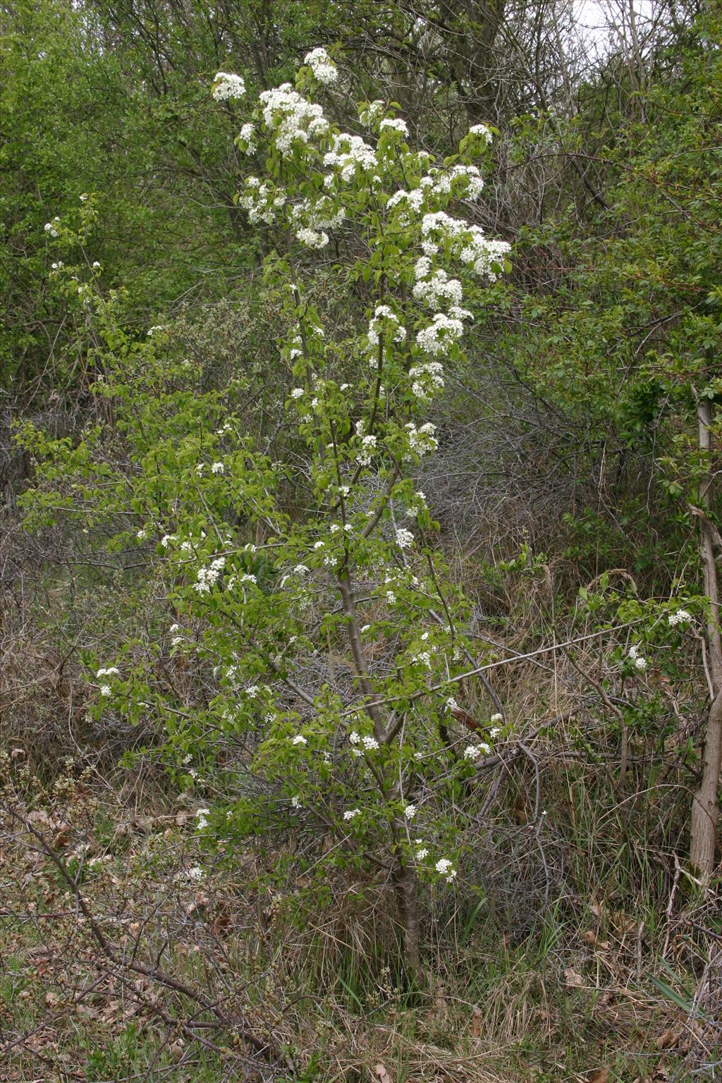 Prunus mahaleb (door Niels Jeurink)