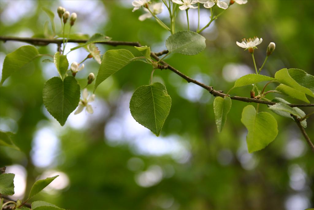 Prunus mahaleb (door Niels Jeurink)