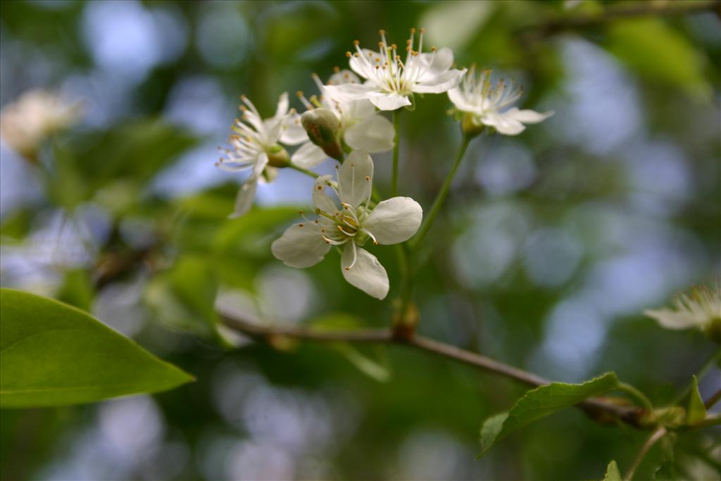 Prunus mahaleb (door Niels Jeurink)