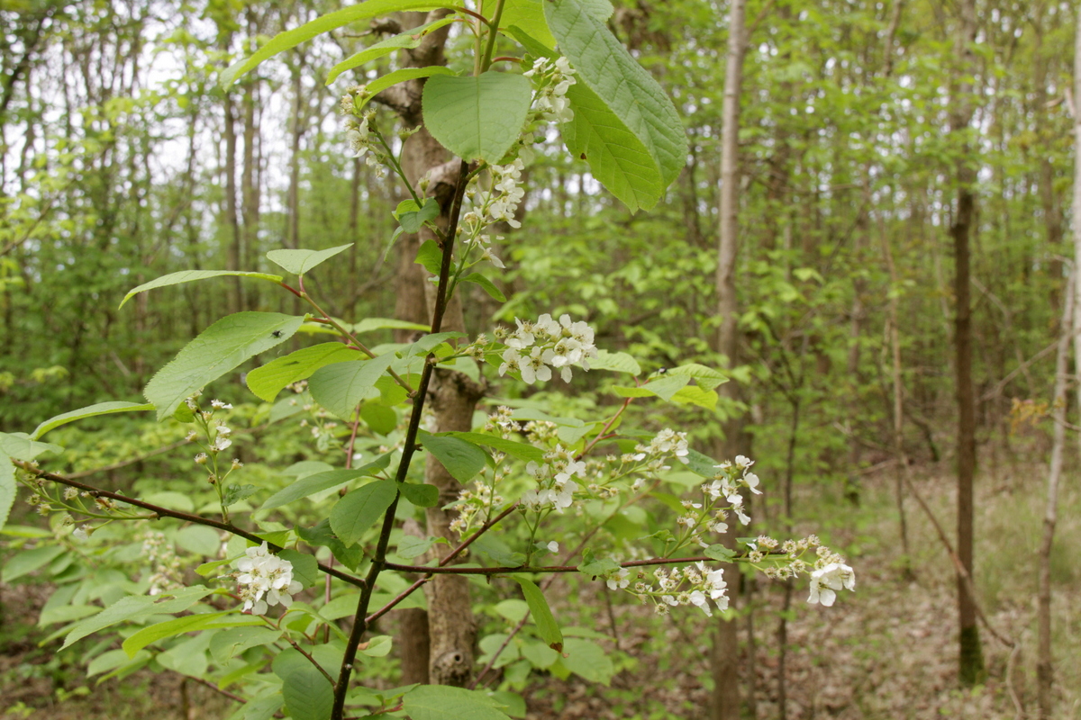 Prunus padus (door Peter Meininger)