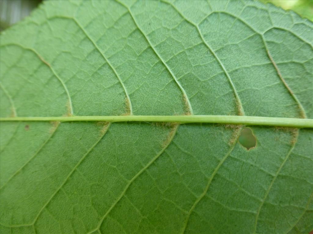 Prunus padus (door Claud Biemans)