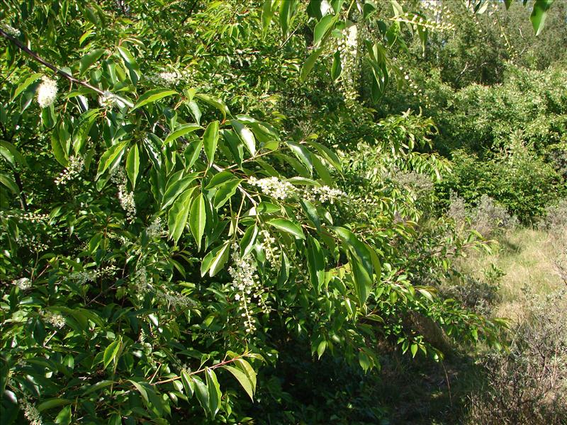 Prunus serotina (door Adrie van Heerden)