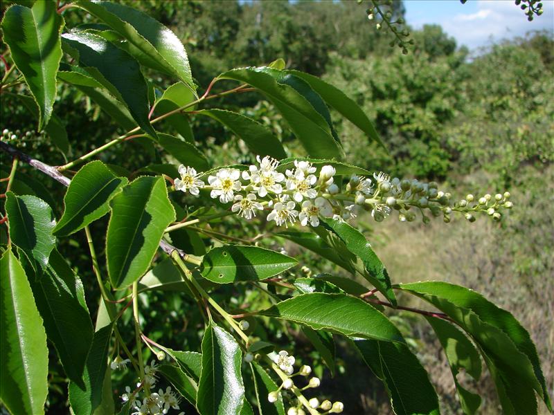 Prunus serotina (door Adrie van Heerden)