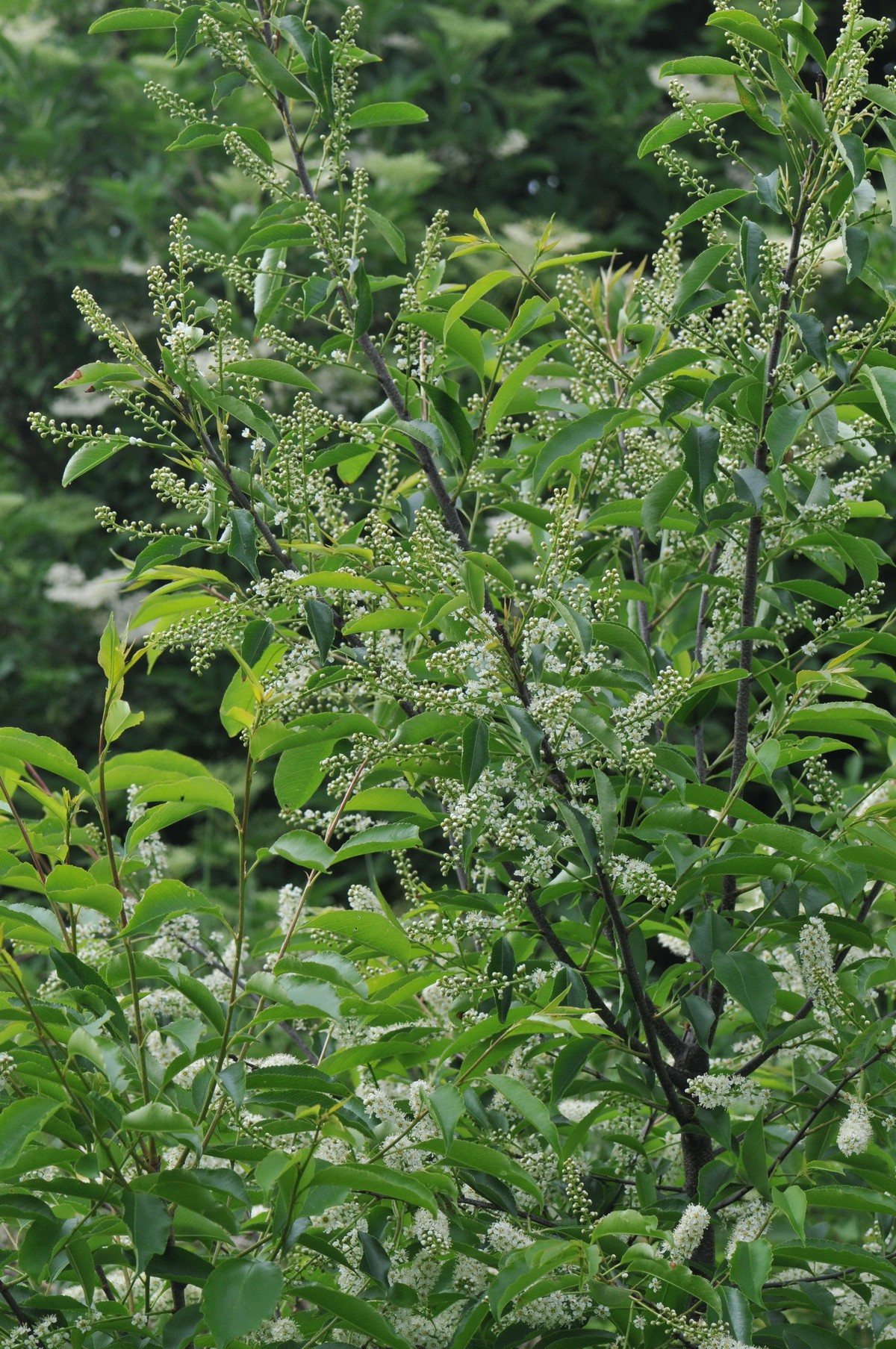 Prunus serotina (door Hans Toetenel)