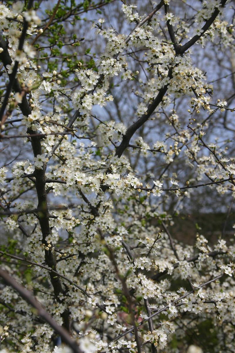 Prunus spinosa (door Niels Jeurink)