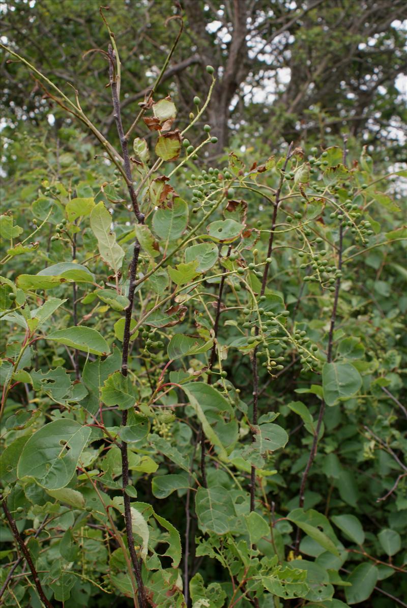 Prunus virginiana (door Adrie van Heerden)