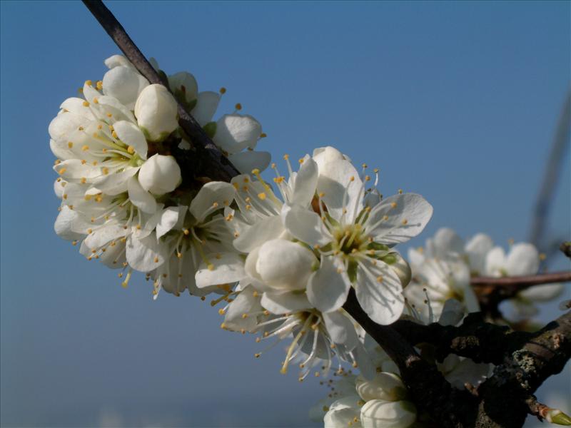 Prunus spinosa (door Adrie van Heerden)