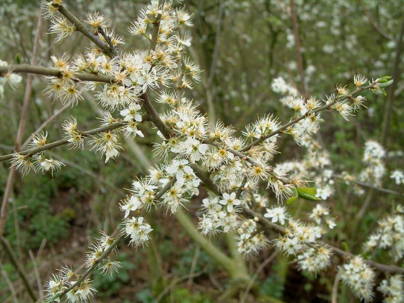 Prunus spinosa (door Adrie van Heerden)