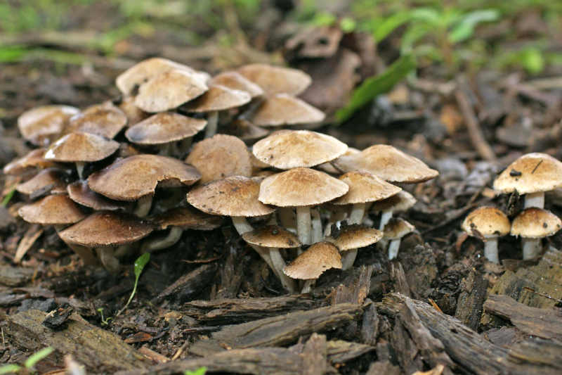 Psathyrella populina (door Jan Dieker )