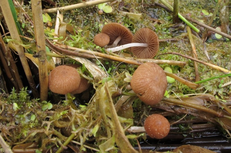 Psathyrella typhae (door Kor Raangs )