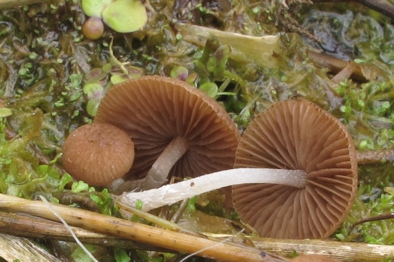 Psathyrella typhae (door Kor Raangs )