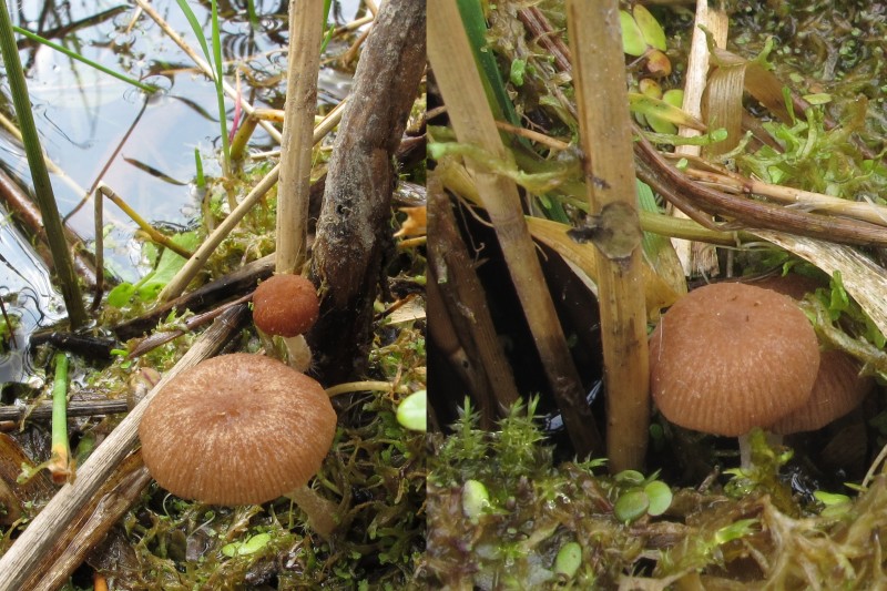 Psathyrella typhae (door Kor Raangs )