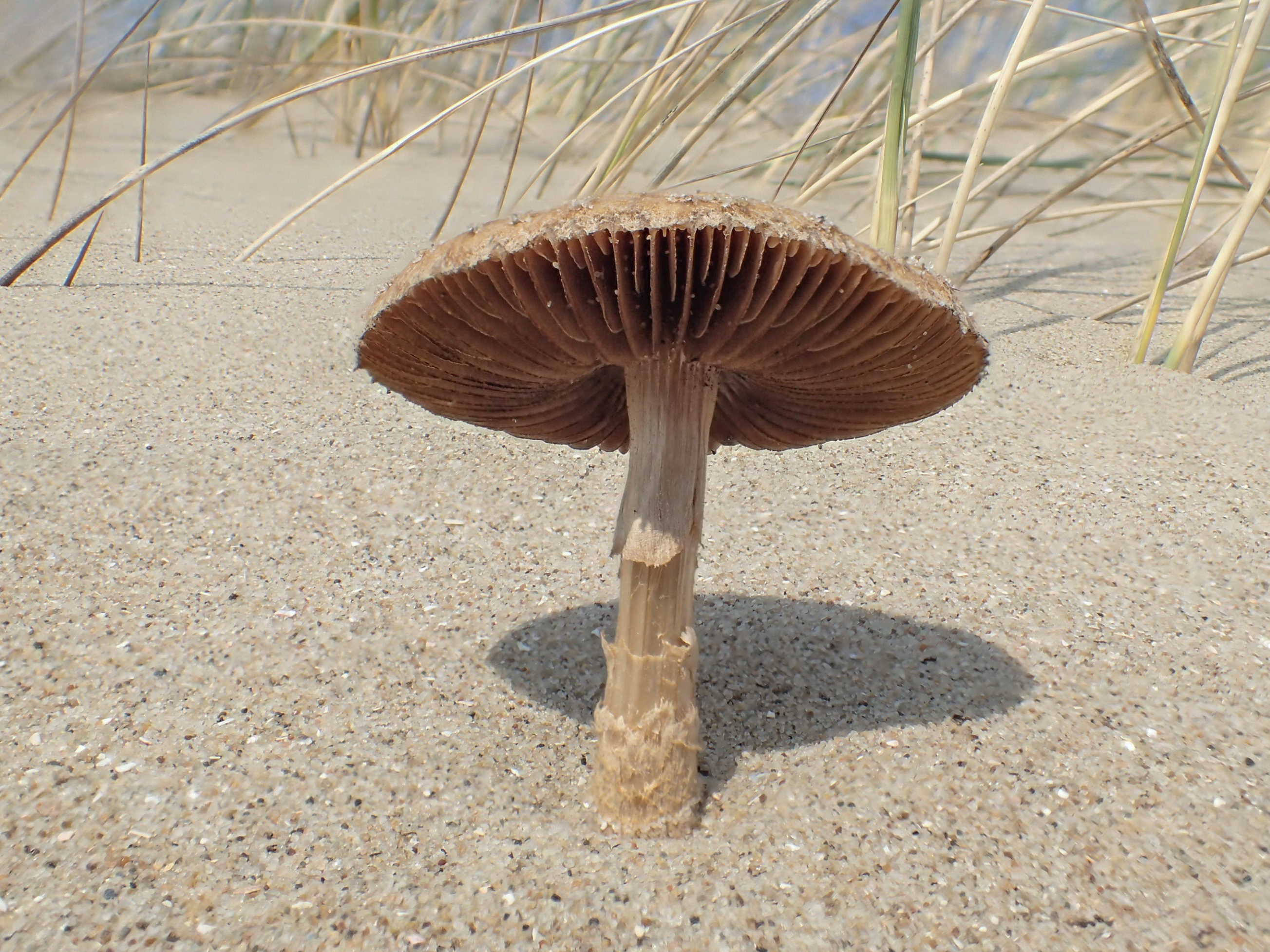 Psathyrella ammophila (door Leo Jalink)